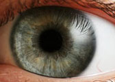 Eye Gaze