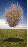 Tumbleweed
